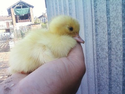 Foto-0002rid.jpg (70.9 KiB) Osservato 1566 volte Foto-0002rid.jpg