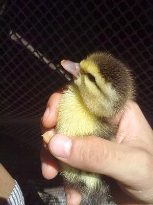 310720121544.jpg (46.43 KiB) Osservato 1567 volte 310720121544.jpg