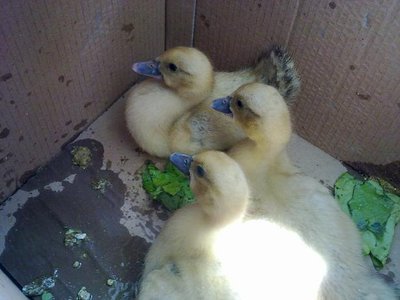 050620121147.jpg (41.49 KiB) Osservato 659 volte 050620121147.jpg