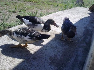 030820121592.jpg (78.67 KiB) Osservato 659 volte 030820121592.jpg