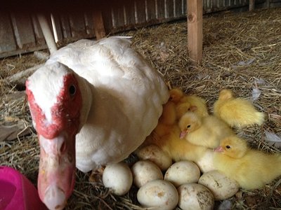 16rid.jpg (119.29 KiB) Osservato 648 volte 16rid.jpg