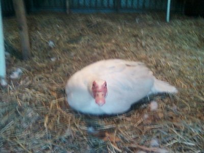 Foto-0012rid.jpg (69.48 KiB) Osservato 647 volte Foto-0012rid.jpg