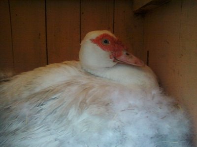 Foto-0016rid.jpg (46.23 KiB) Osservato 647 volte Foto-0016rid.jpg