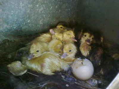 310720121541.jpg (36.98 KiB) Osservato 647 volte 310720121541.jpg