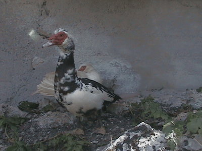 MAGGIO 2012 (20).JPG (188.48 KiB) Osservato 996 volte MAGGIO 2012 (20).JPG