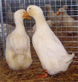 pechino selezione tadesca.jpg pechino selezione tadesca.jpg