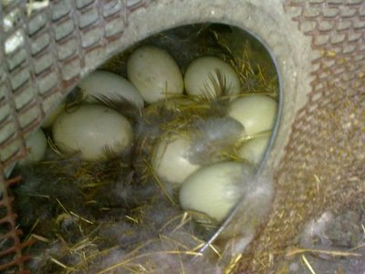 190720121384.jpg (45.39 KiB) Osservato 814 volte 190720121384.jpg