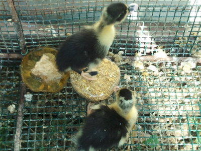 2012-08-16 10.05.19.jpg (138.96 KiB) Osservato 1035 volte 2012-08-16 10.05.19.jpg