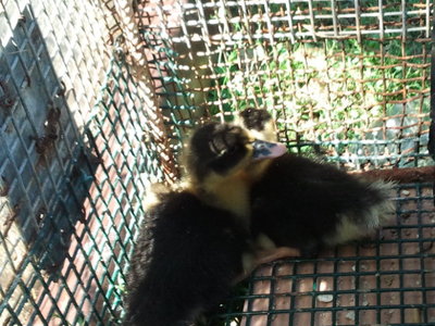 2012-08-16 15.30.32.jpg (141.87 KiB) Osservato 1032 volte 2012-08-16 15.30.32.jpg