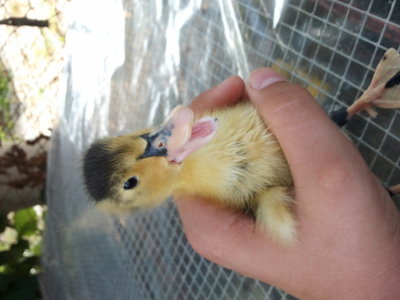 2012-08-17 15.51.03.jpg (134.22 KiB) Osservato 711 volte 2012-08-17 15.51.03.jpg