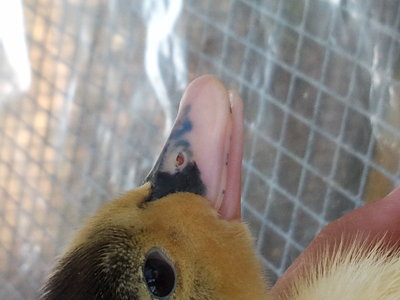 2012-08-17 15.51.47.jpg (133.46 KiB) Osservato 707 volte 2012-08-17 15.51.47.jpg