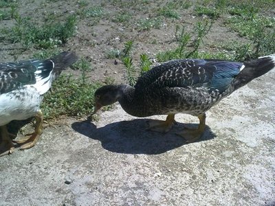 030820121593.jpg (93.05 KiB) Osservato 909 volte 030820121593.jpg