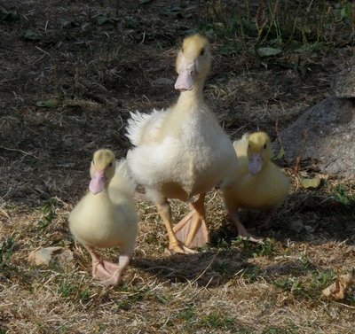 574778_437894986261885_1541087545_n.jpg (263.37 KiB) Osservato 1126 volte 574778_437894986261885_1541087545_n.jpg