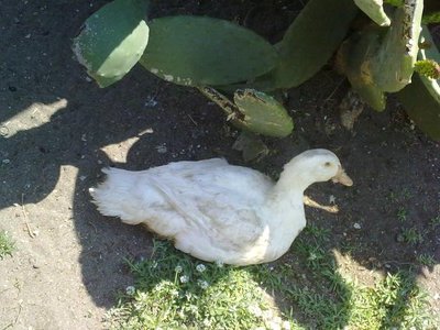 100520121013.jpg (61.54 KiB) Osservato 972 volte 100520121013.jpg