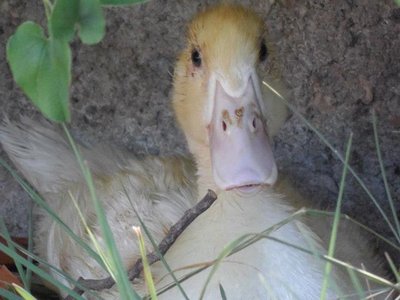 427353_437558962962154_1338582475_n.jpg (49.22 KiB) Osservato 972 volte 427353_437558962962154_1338582475_n.jpg