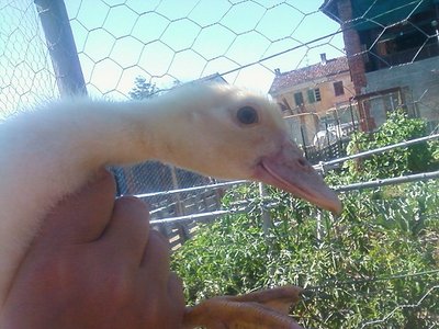 Foto-0012 (2)rid.jpg (94.98 KiB) Osservato 1152 volte Foto-0012 (2)rid.jpg