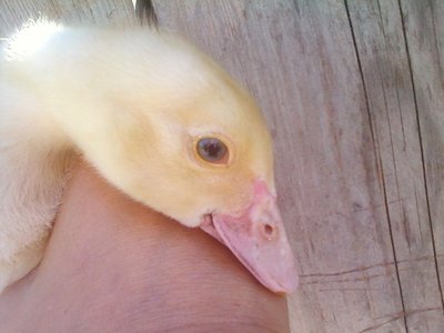 Foto-0015 (2)rid.jpg (52.96 KiB) Osservato 1146 volte Foto-0015 (2)rid.jpg