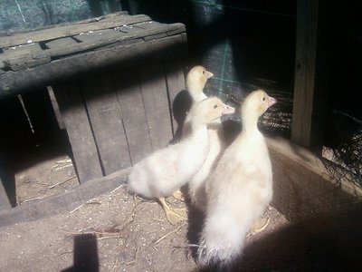 Foto-0014rid.jpg (67.68 KiB) Osservato 1146 volte Foto-0014rid.jpg