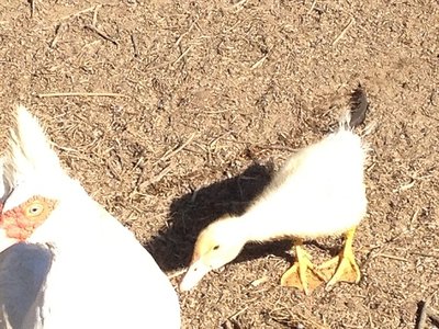 3rid.jpg (154.03 KiB) Osservato 1145 volte 3rid.jpg