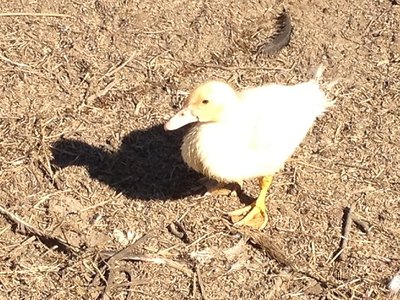 4rid.jpg (178.46 KiB) Osservato 1143 volte 4rid.jpg