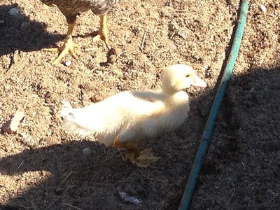 2rid.jpg (147.86 KiB) Osservato 1142 volte 2rid.jpg