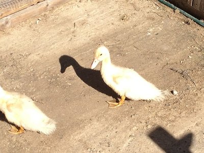 8rid.jpg (134.51 KiB) Osservato 1142 volte 8rid.jpg