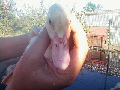 Foto-0001rid.jpg (77.81 KiB) Osservato 630 volte Foto-0001rid.jpg