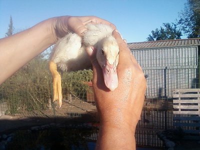 Foto-0002rid.jpg (78.4 KiB) Osservato 630 volte Foto-0002rid.jpg