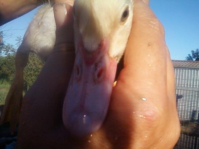 Foto-0003rid.jpg (53.21 KiB) Osservato 629 volte Foto-0003rid.jpg