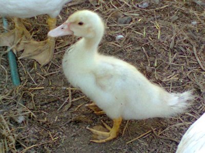 Foto0416rid.jpg (98.11 KiB) Osservato 629 volte Foto0416rid.jpg