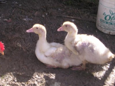 p1010160wh.jpg (43.13 KiB) Osservato 628 volte p1010160wh.jpg