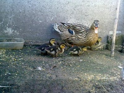 230620121263.jpg (73.2 KiB) Osservato 644 volte 230620121263.jpg