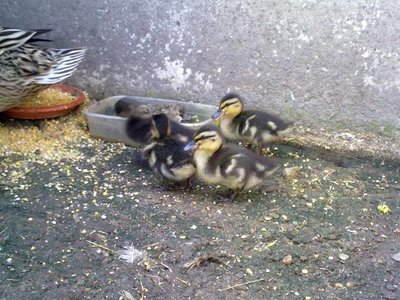 230620121264.jpg (78.06 KiB) Osservato 644 volte 230620121264.jpg