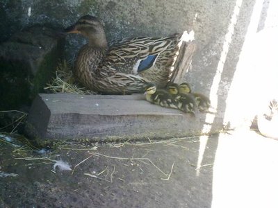 170620121254.jpg (48.51 KiB) Osservato 1657 volte 170620121254.jpg