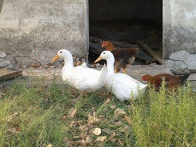 30082012909.jpg (308.52 KiB) Osservato 611 volte 30082012909.jpg