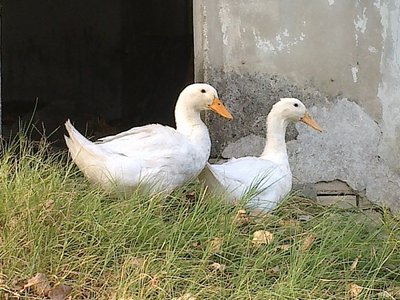 30082012908.jpg (248.49 KiB) Osservato 611 volte 30082012908.jpg