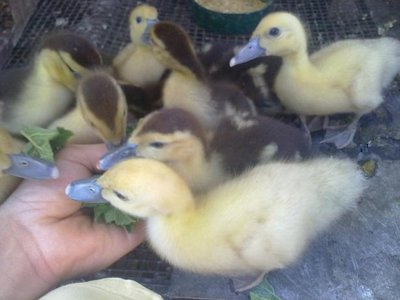 160820121652.jpg (37.81 KiB) Osservato 640 volte 160820121652.jpg