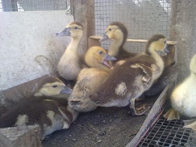 260820121712.jpg (53.91 KiB) Osservato 640 volte 260820121712.jpg