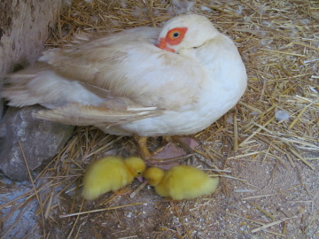 mamma e pulcini.JPG mamma e pulcini.JPG