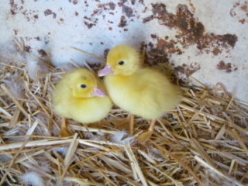 pulcini.JPG pulcini.JPG