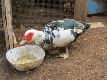 papà pulcini.JPG papà pulcini.JPG