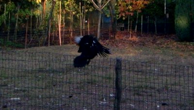 PIC_0008-5.JPG (77.54 KiB) Osservato 1037 volte PIC_0008-5.JPG