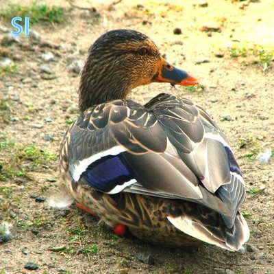 Femmina di Germano Reale, sopracciglio nn troppo marcato, ali piu' grige rispetto al corpo marrone. / Diapositiva6.JPG Diapositiva6.JPG