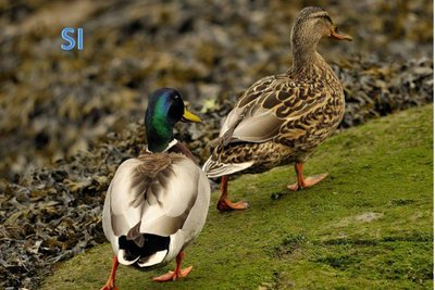 Come si vede le ultime penne delle ali sono grige in entrambi i sessi. Il maschio ha i piedi e le zampe arancione brillante mentre nella femmina tende piu' allo scuro. / Diapositiva5.JPG Diapositiva5.JPG