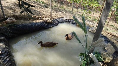 papere.JPG (66.22 KiB) Osservato 727 volte papere.JPG