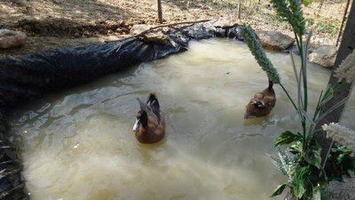 quiquoqua sett12.JPG (50.25 KiB) Osservato 729 volte quiquoqua sett12.JPG