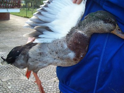 anatra masc02.JPG (101.16 KiB) Osservato 873 volte anatra masc02.JPG