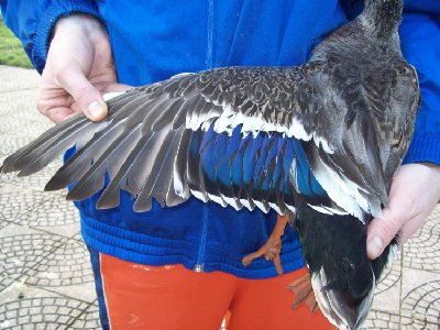 anatra masc03.JPG (122.2 KiB) Osservato 873 volte anatra masc03.JPG