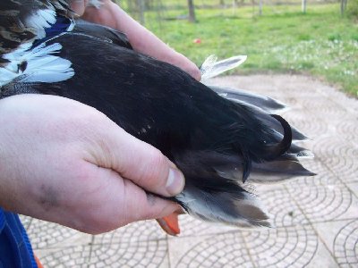 anatra masc05.JPG (106.49 KiB) Osservato 873 volte anatra masc05.JPG