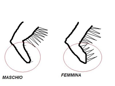 ALA.jpg (31.45 KiB) Osservato 3604 volte ALA.jpg